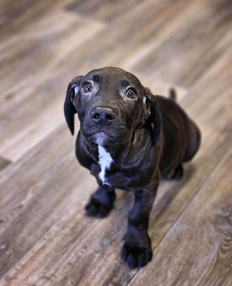 Enlarge Limerick, a Adoptable mixed breed in Saginaw, MI image 1/3