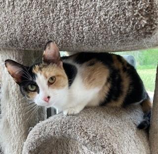 Enlarge Sabrina, a Adoptable Domestic Short Hair in Mason City, IA image 2/2