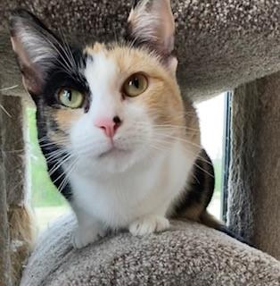 Enlarge Sabrina, a Adoptable Domestic Short Hair in Mason City, IA image 1/2