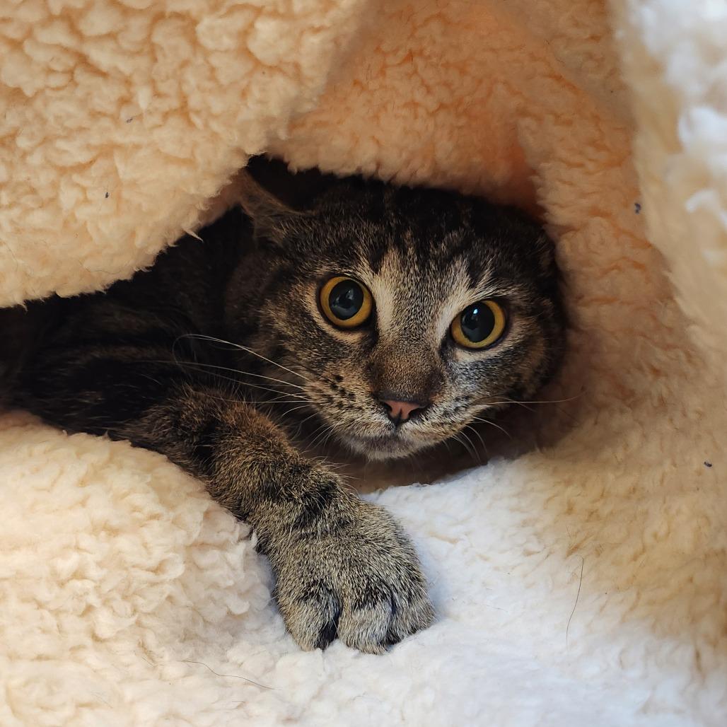 Enlarge Momo, a Adoptable Domestic Short Hair in Delaware, OH image 1/3