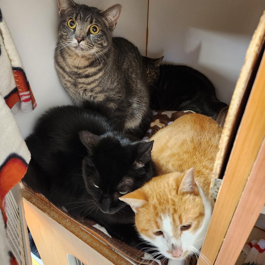 Enlarge Momo, a Adoptable Domestic Short Hair in Delaware, OH image 2/3