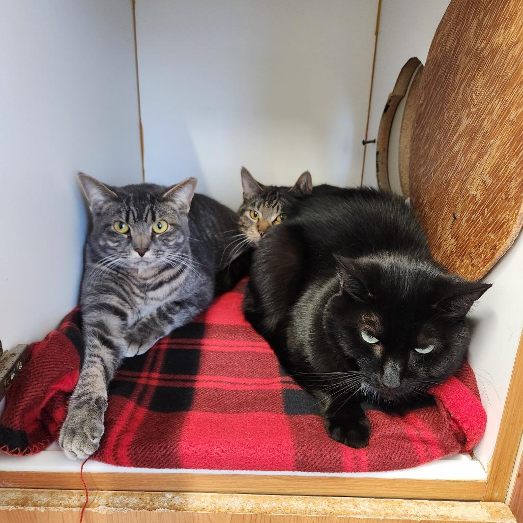 Enlarge Momo, a Adoptable Domestic Short Hair in Delaware, OH image 3/3