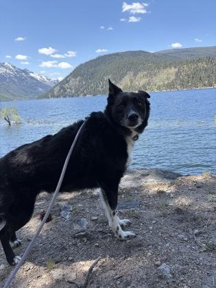 Enlarge Maverick, a ADOPTABLE mixed breed in Hamilton, MT image 2/3