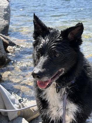 Enlarge Maverick, a ADOPTABLE mixed breed in Hamilton, MT image 3/3