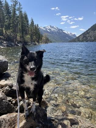 Maverick, ADOPTABLE, Adult Male Border Collie & Australian Shepherd.