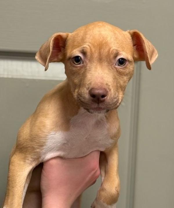 Brooklyn, Adoptable, Puppy Female Pit Bull Terrier.