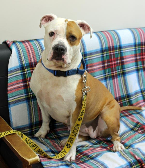 Jazzy, ADOPTABLE, Adult Female American Bulldog & Mastiff.