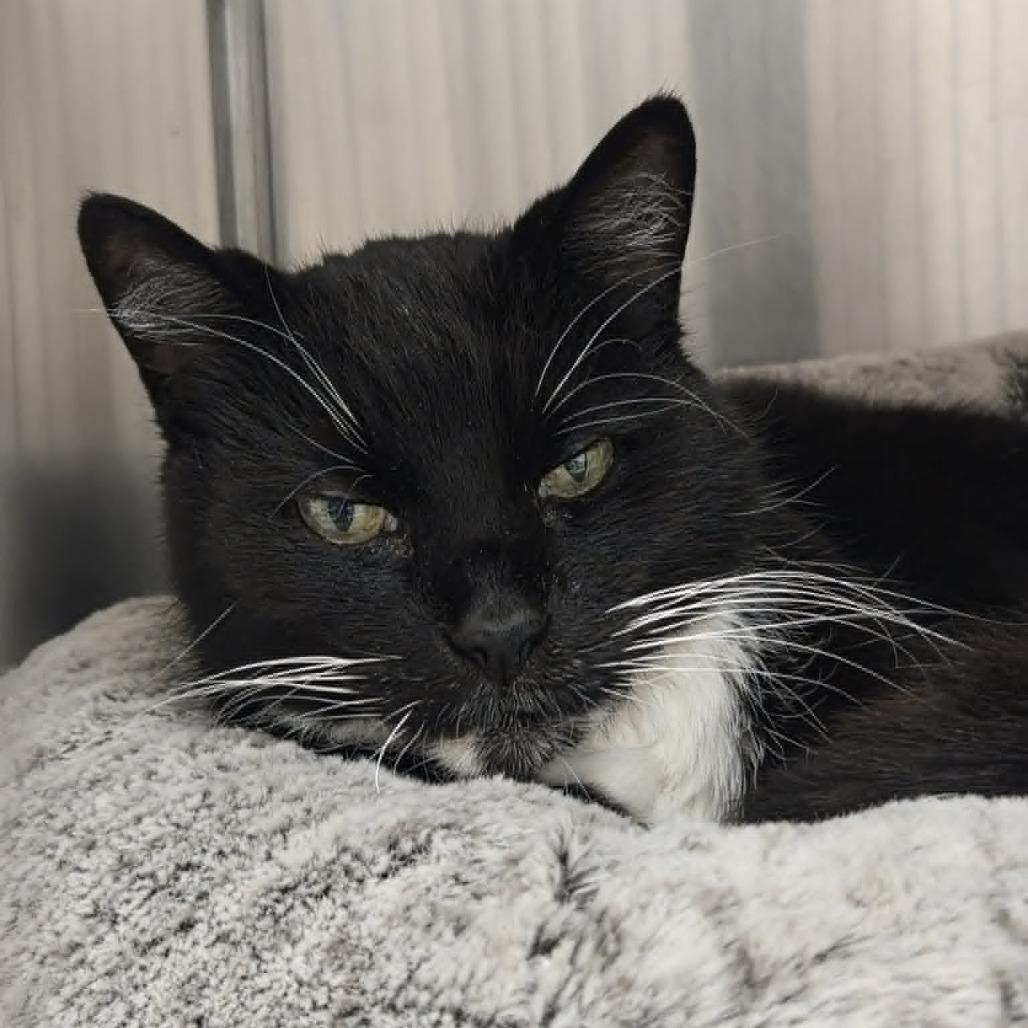 Luther, Adoptable, Senior Male Domestic Short Hair.