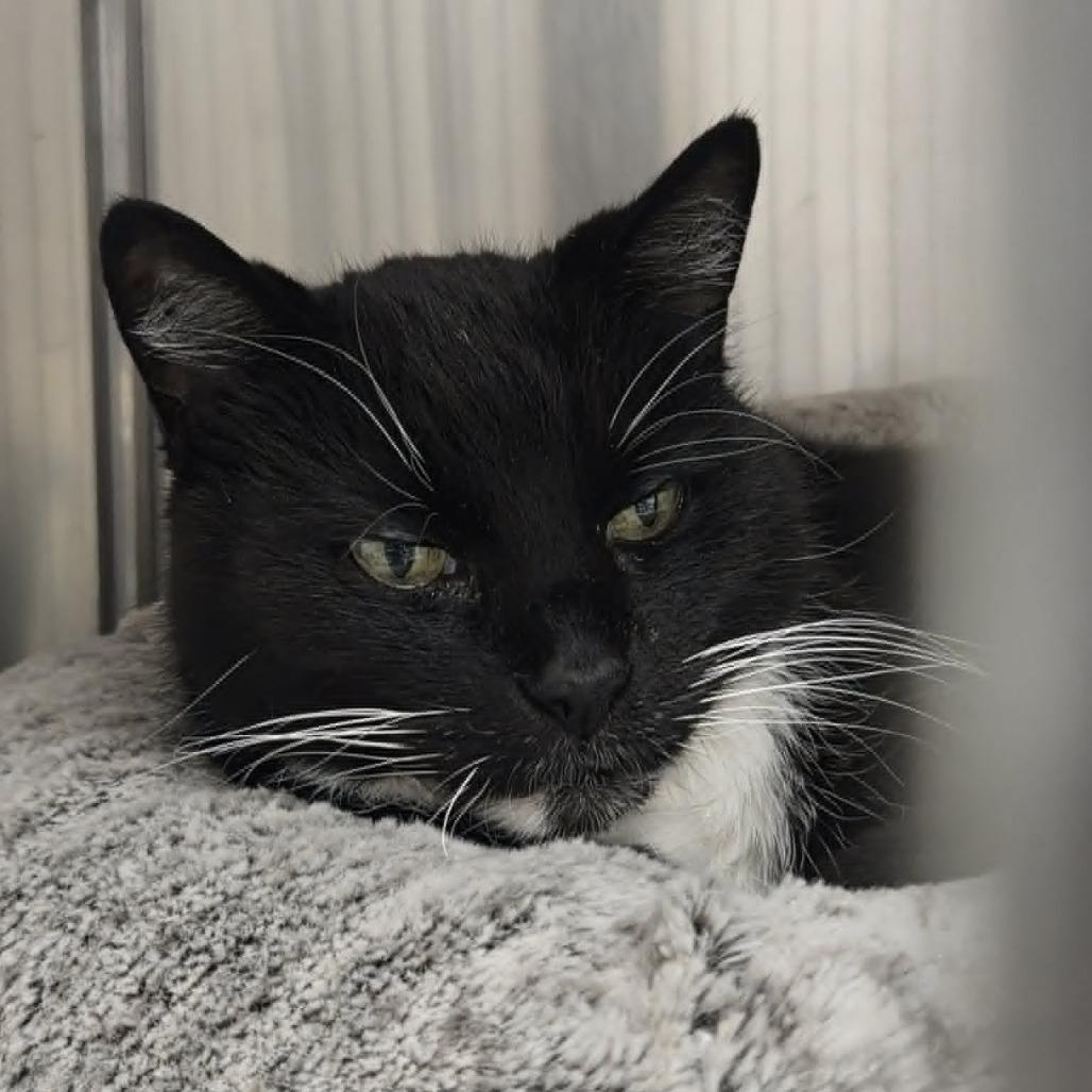 Enlarge Luther, a Adoptable Domestic Short Hair in Ballston Spa, NY image 2/4