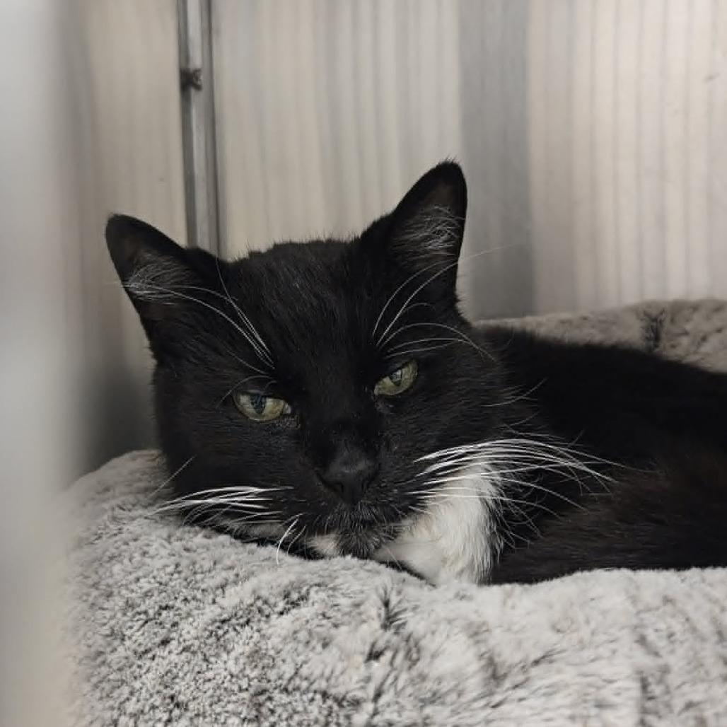Enlarge Luther, a Adoptable Domestic Short Hair in Ballston Spa, NY image 3/4
