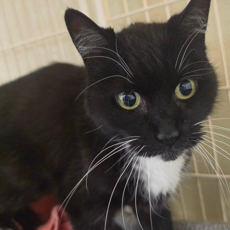 Enlarge Luther, a Adoptable Domestic Short Hair in Ballston Spa, NY image 4/4