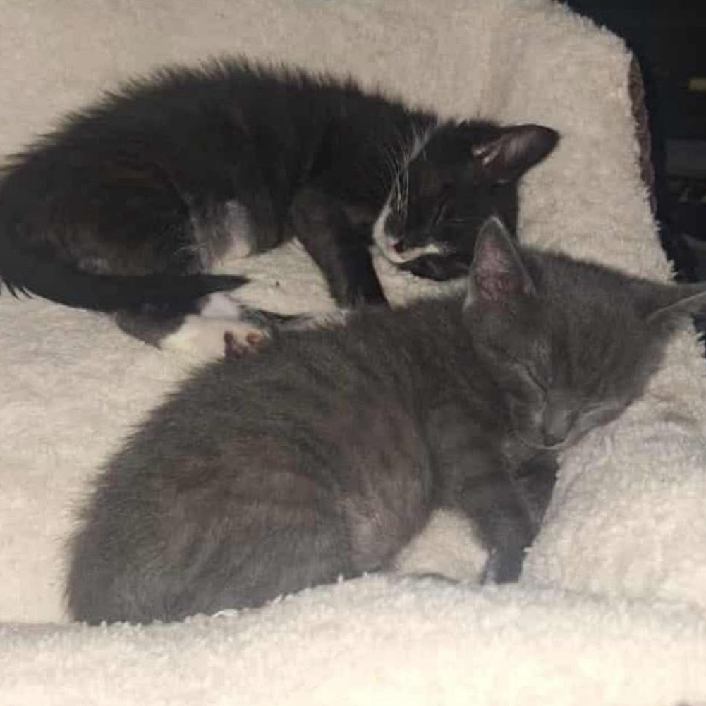 Pawla, Adoptable, Kitten Female Domestic Short Hair.