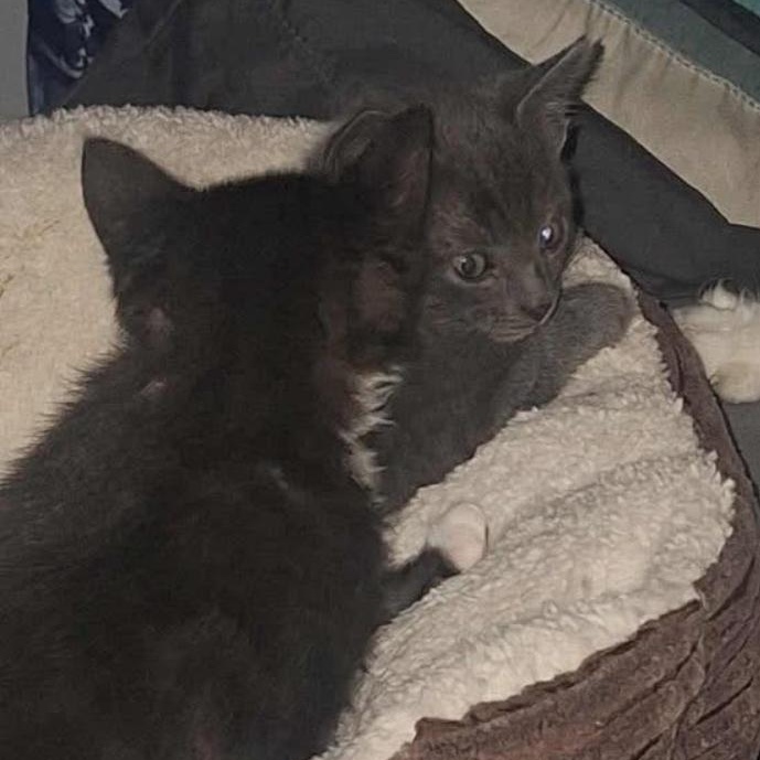 Pawla, a Adoptable Domestic Short Hair in Conway, SC image 2/3