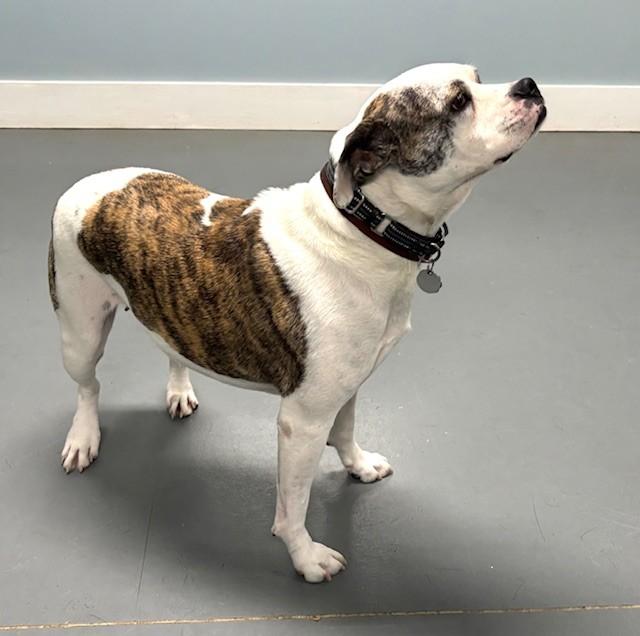 Bambina, ADOPTABLE, Adult Female Bulldog & Terrier.