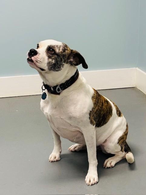 Enlarge Bambina, a ADOPTABLE mixed breed in Hawk Point, MO image 2/4