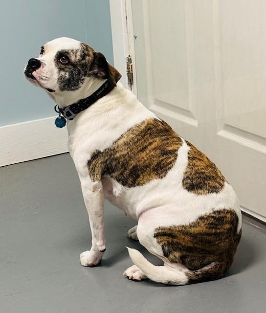 Enlarge Bambina, a ADOPTABLE mixed breed in Hawk Point, MO image 3/4