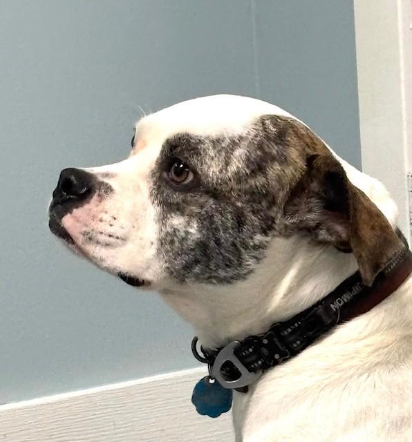 Enlarge Bambina, a ADOPTABLE mixed breed in Hawk Point, MO image 4/4