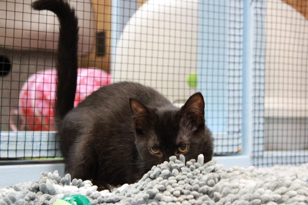 Midnight, Adoptable, Kitten Male Abyssinian.