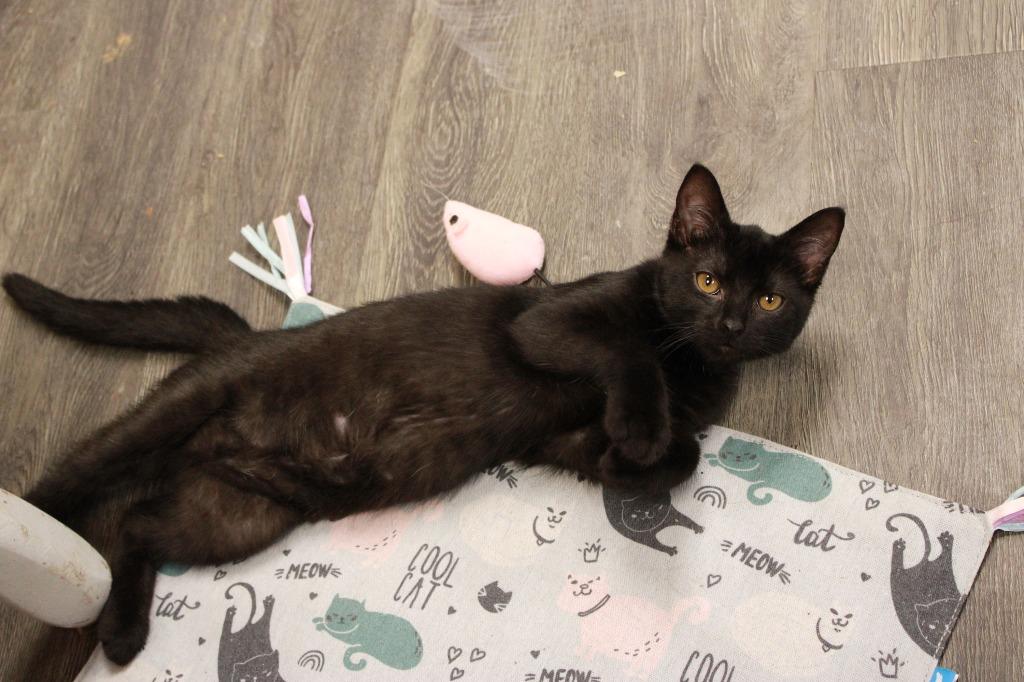 Enlarge Midnight, a Adoptable Abyssinian in Dyersburg, TN image 2/3