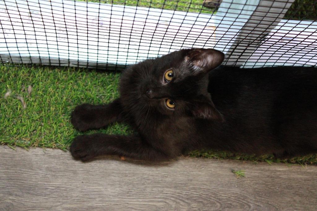 Enlarge Midnight, a Adoptable Abyssinian in Dyersburg, TN image 3/3