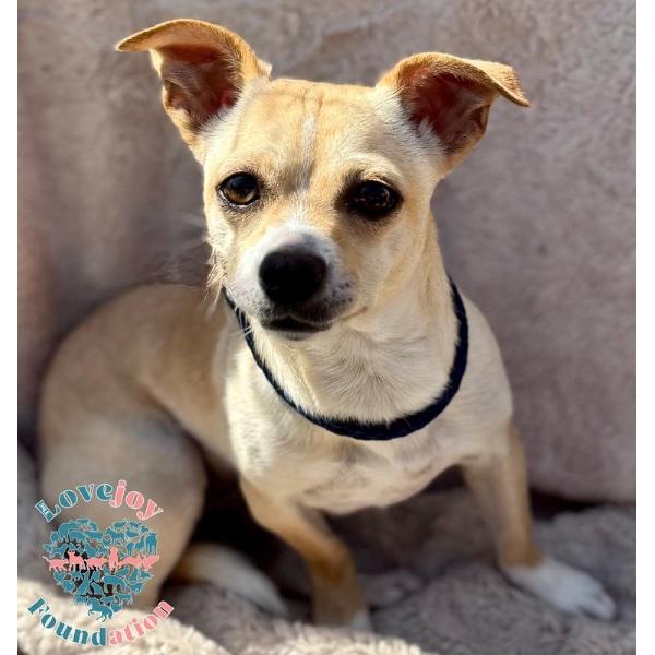 Mimi COH, ADOPTABLE, Young Female Chihuahua.
