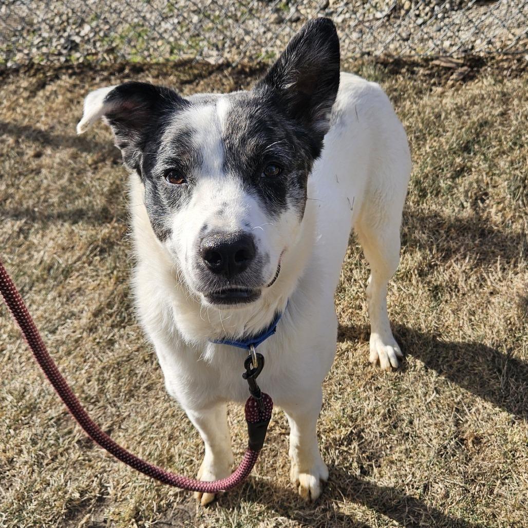 Enlarge Rocky, a Adoptable mixed breed in Champaign, IL image 1/6