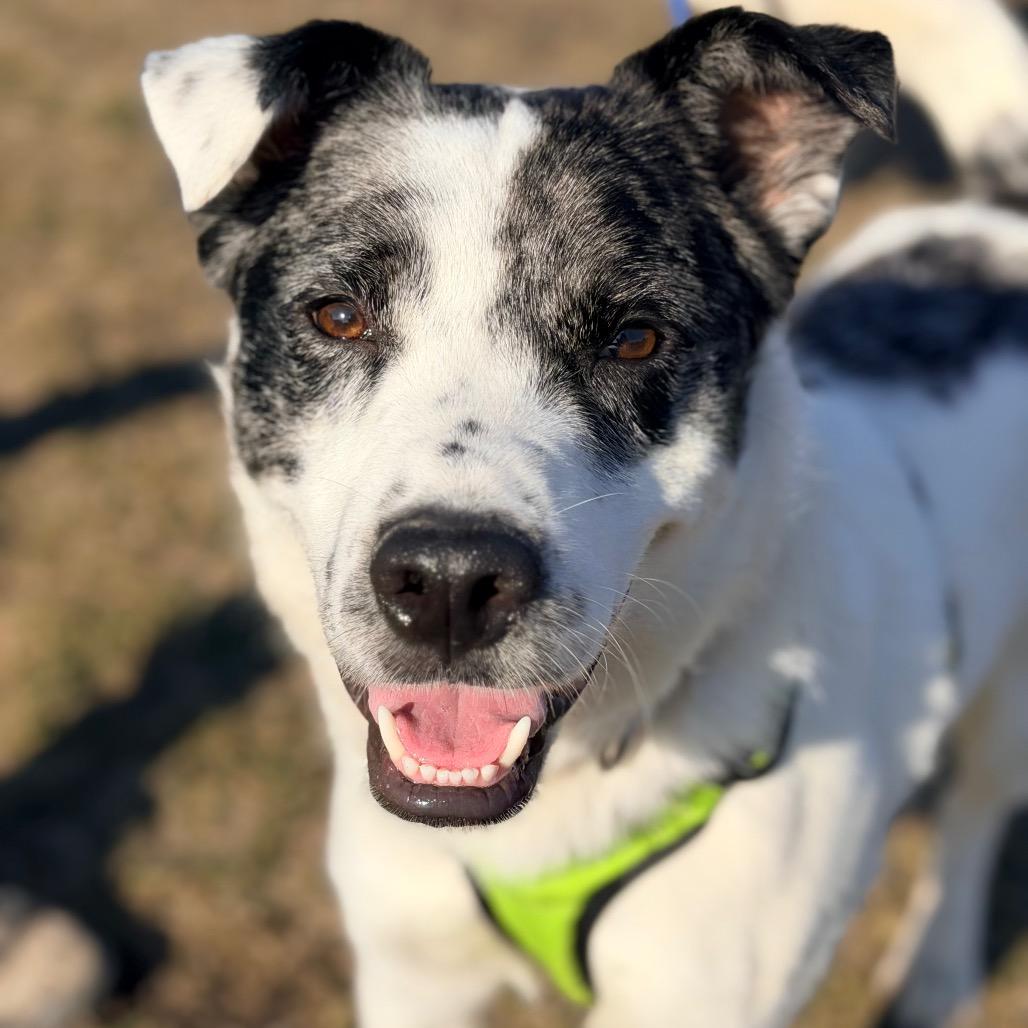 Enlarge Rocky, a Adoptable mixed breed in Champaign, IL image 2/6