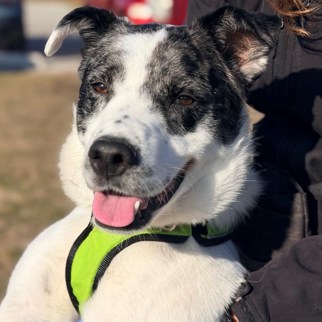 Enlarge Rocky, a Adoptable mixed breed in Champaign, IL image 3/6
