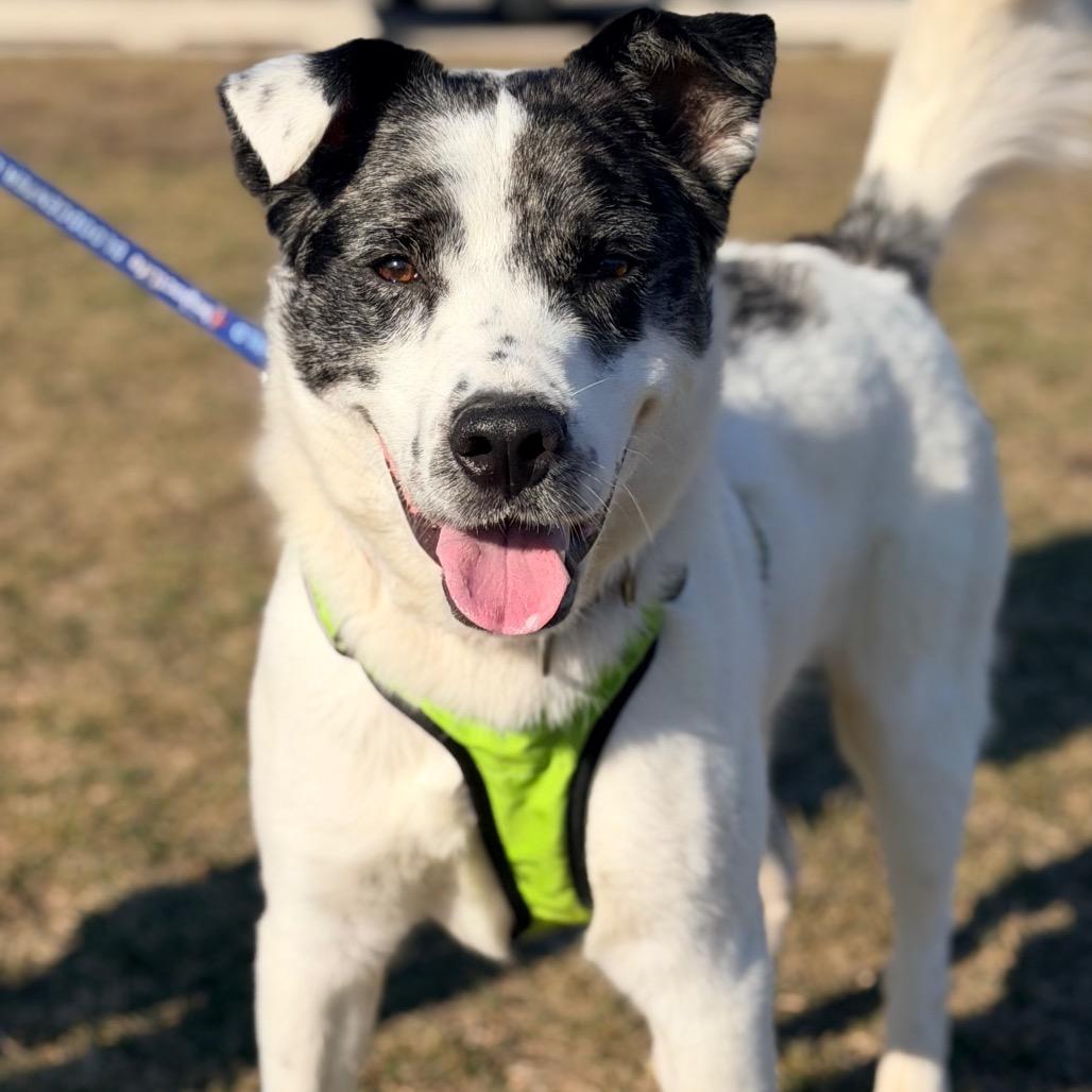 Enlarge Rocky, a Adoptable mixed breed in Champaign, IL image 4/6