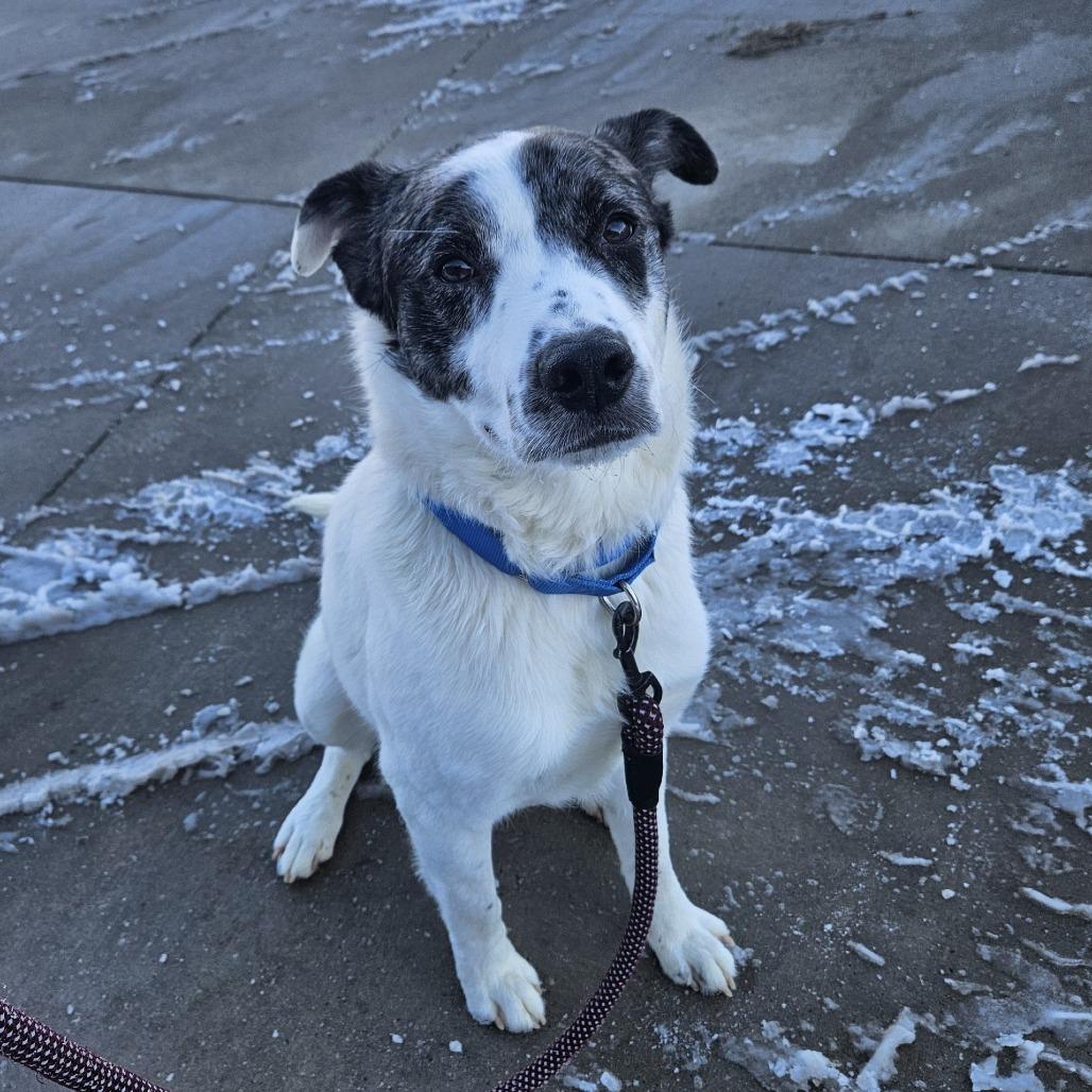 Enlarge Rocky, a Adoptable mixed breed in Champaign, IL image 5/6