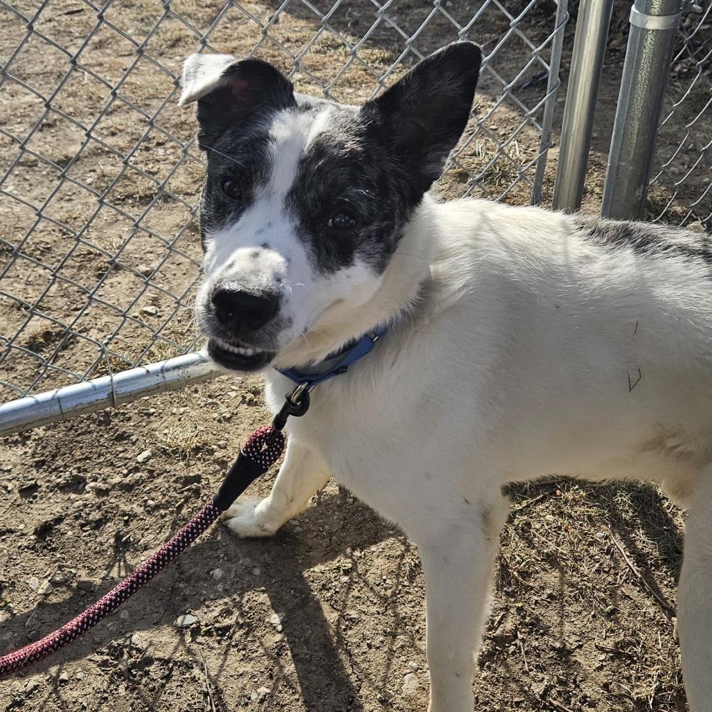 Enlarge Rocky, a Adoptable mixed breed in Champaign, IL image 6/6