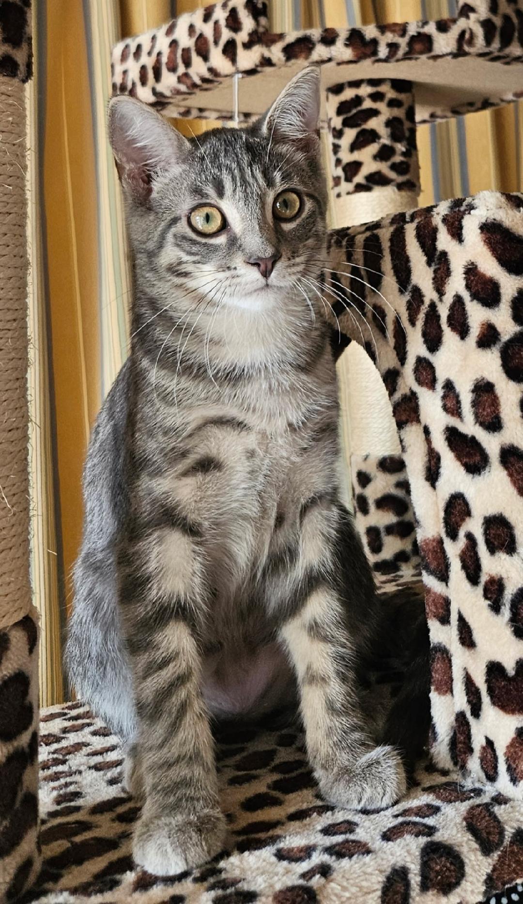 Aldo, adopted, Kitten Male Domestic Short Hair.