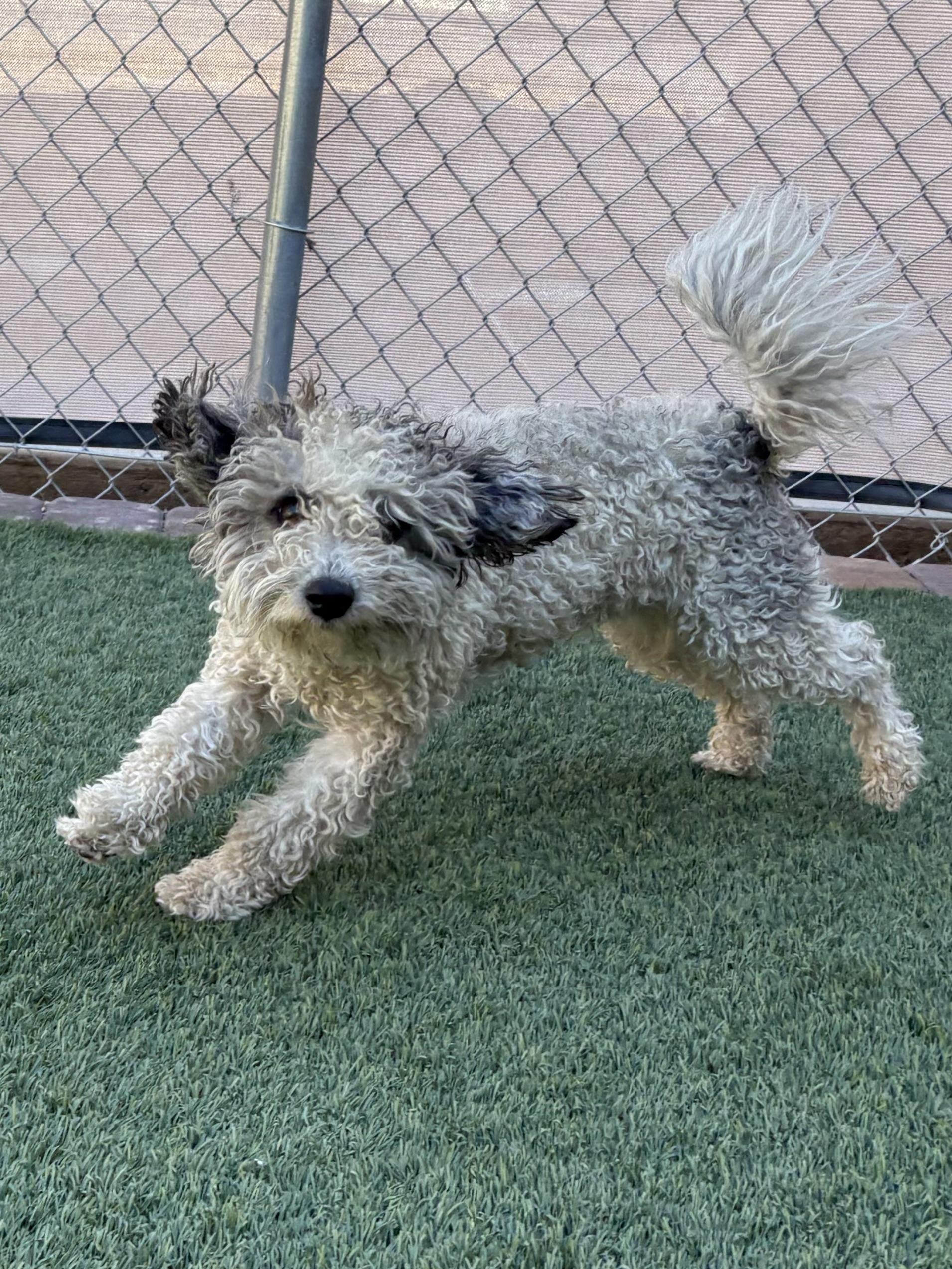 Cody, adopted, Adult Male Poodle & Shih Tzu.