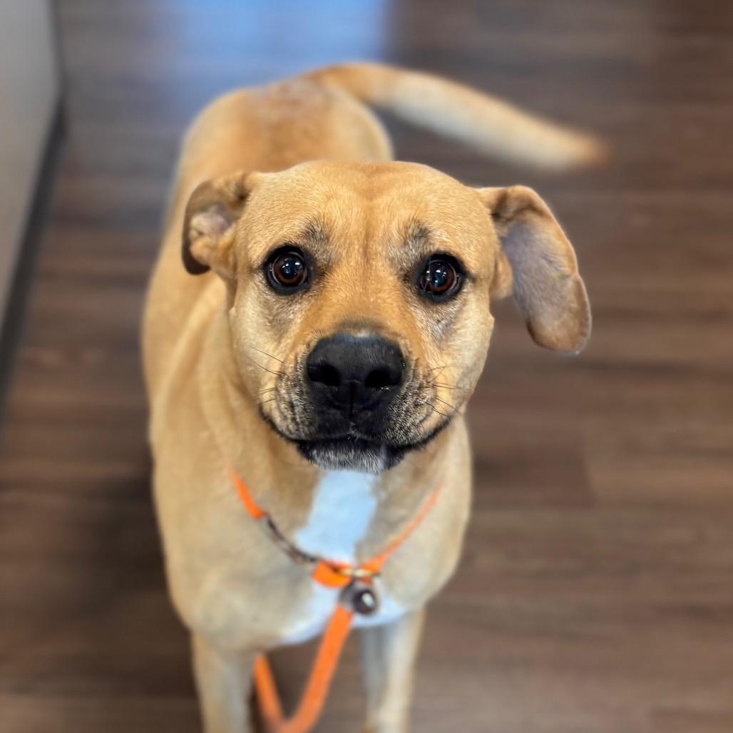 Enlarge Sandy, a Adoptable Mixed Breed in Nashville, IN image 1/2