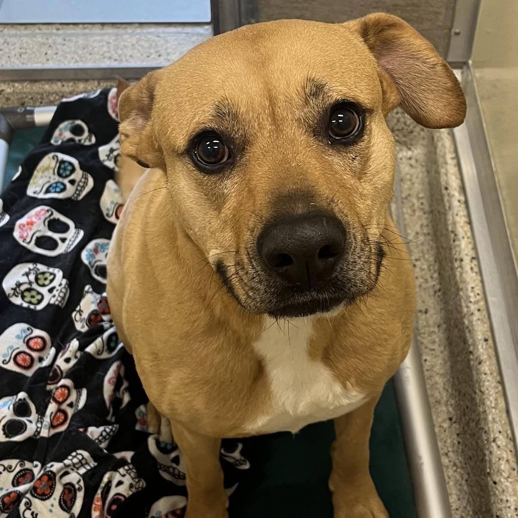 Enlarge Sandy, a Adoptable Mixed Breed in Nashville, IN image 2/2