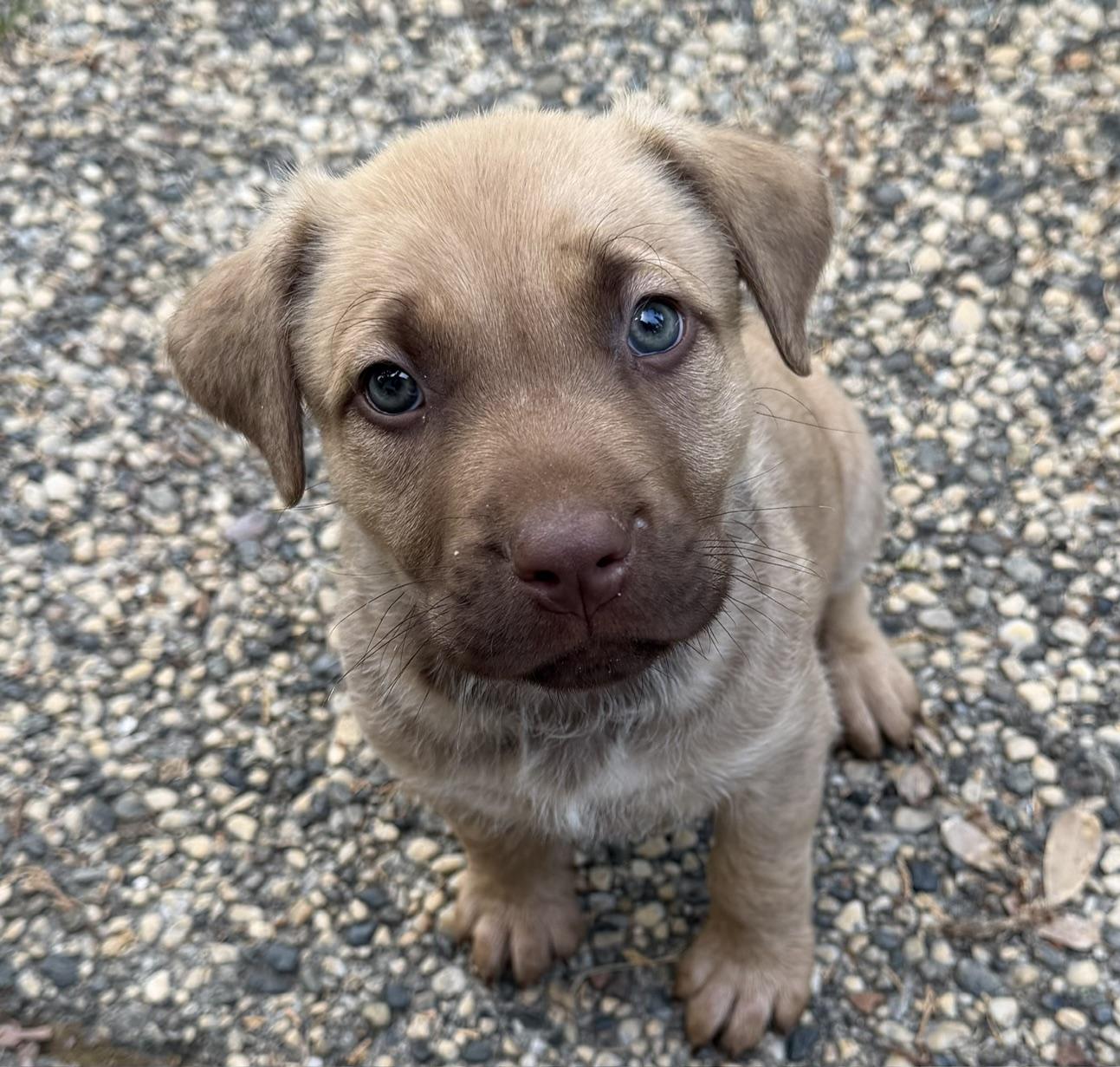 Pizza (Toy Story 5), a ADOPTABLE mixed breed in Redwood City, CA image 4/4