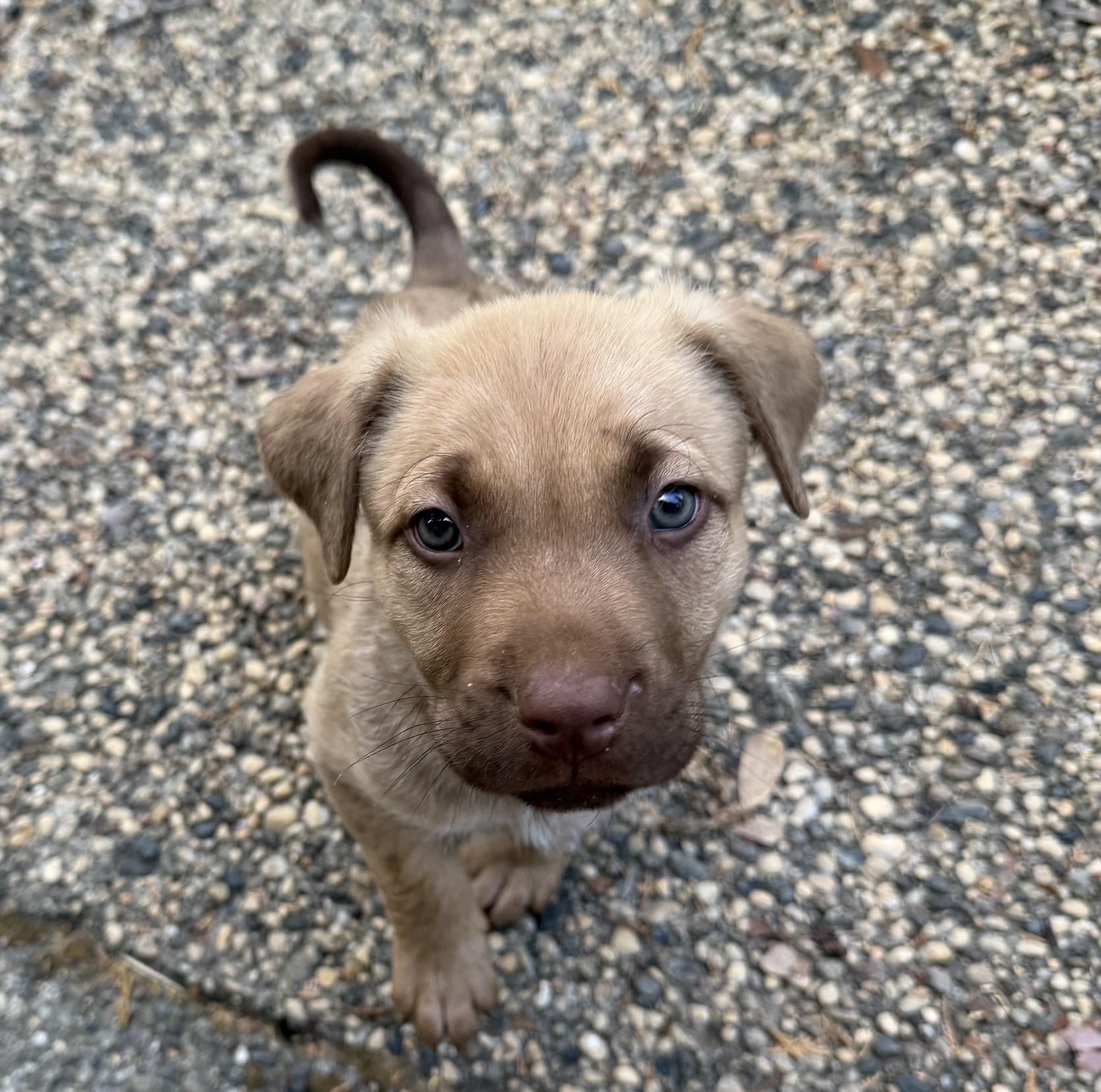 Pizza (Toy Story 5), a ADOPTABLE mixed breed in Redwood City, CA image 3/4