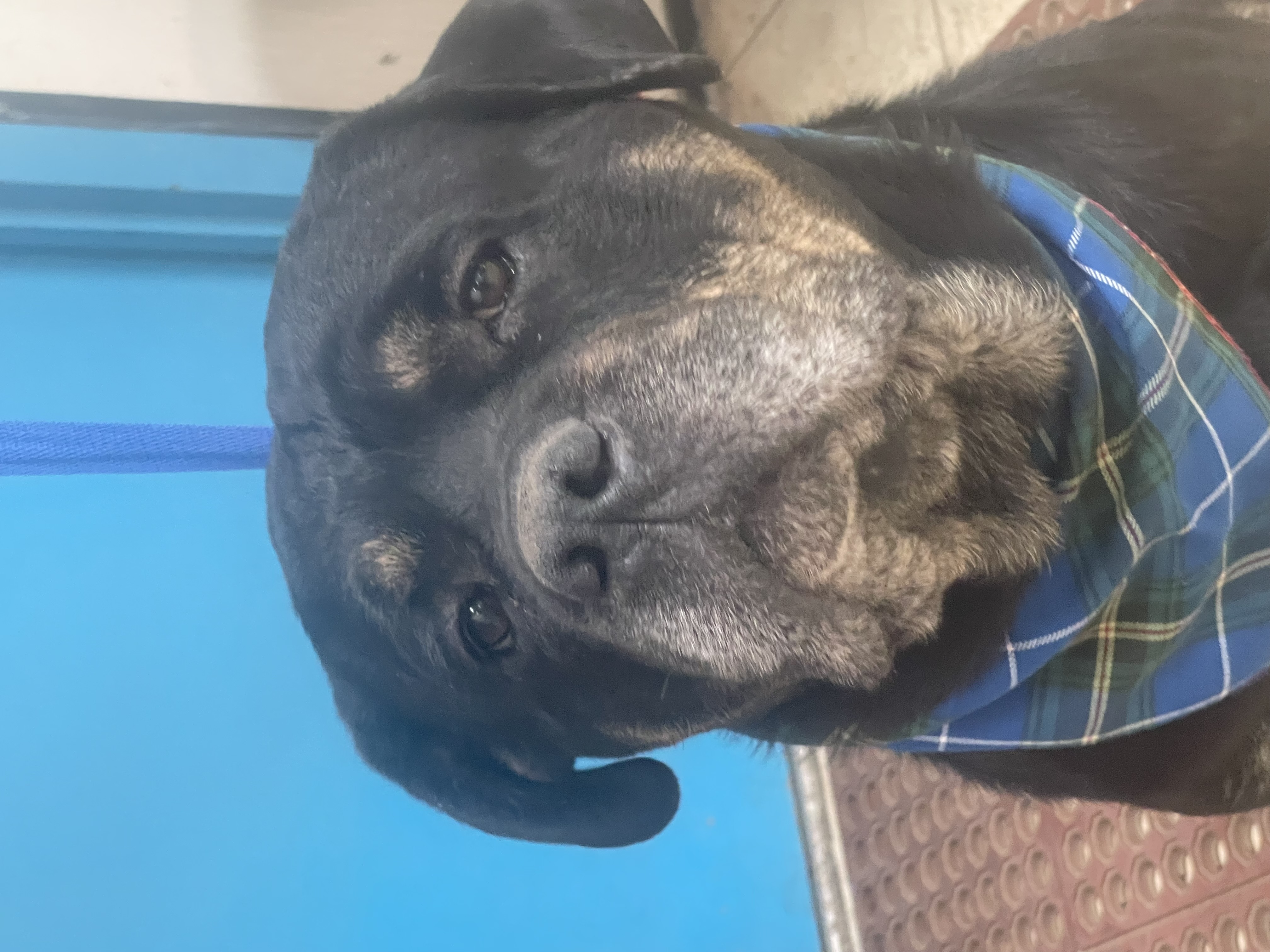 R.B. Aka Rocky Balboa, Senior Male Rottweiler