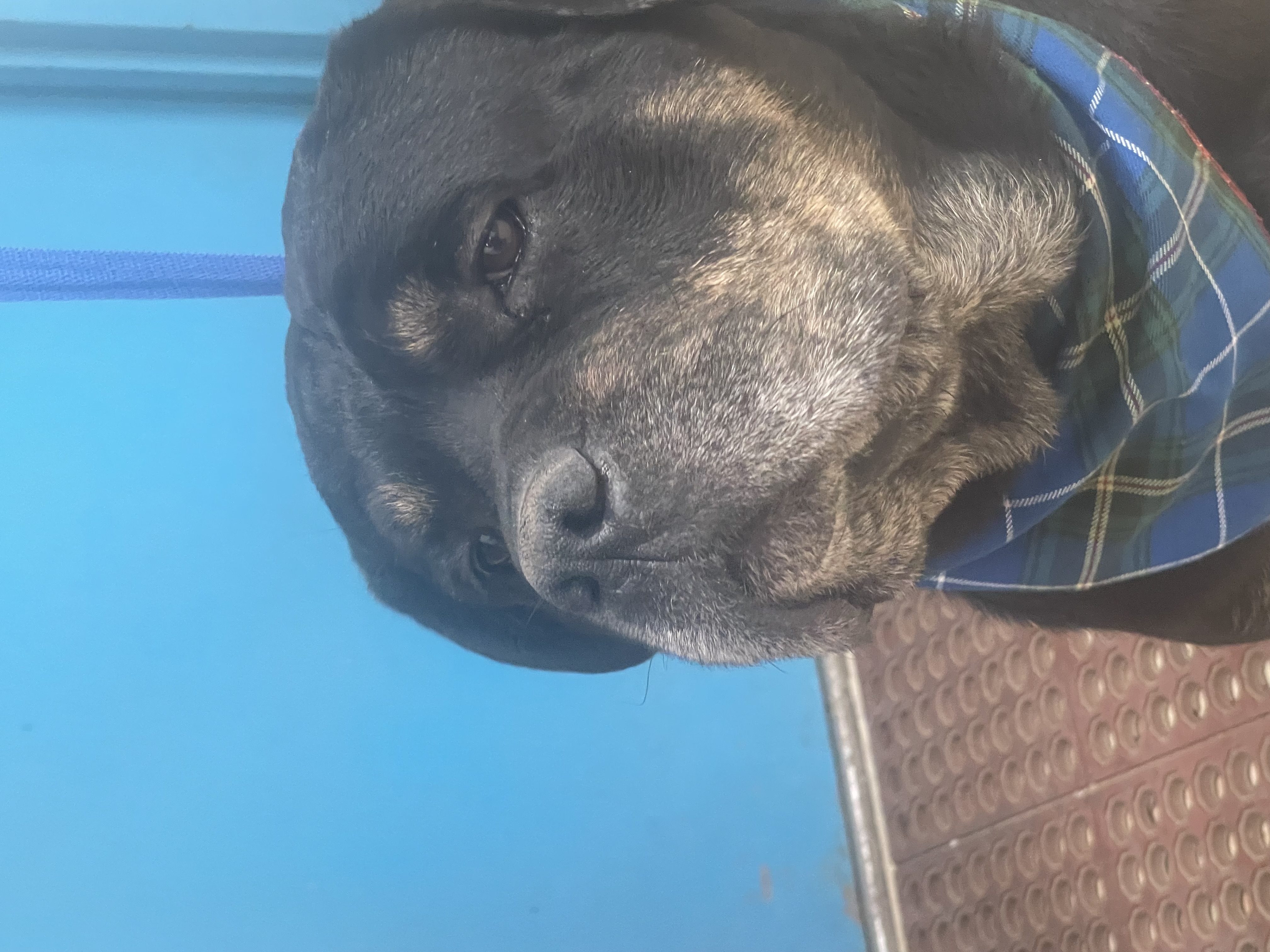 Enlarge R.B. Aka Rocky Balboa, a Adoptable mixed breed in Woodland, CA image 2/3