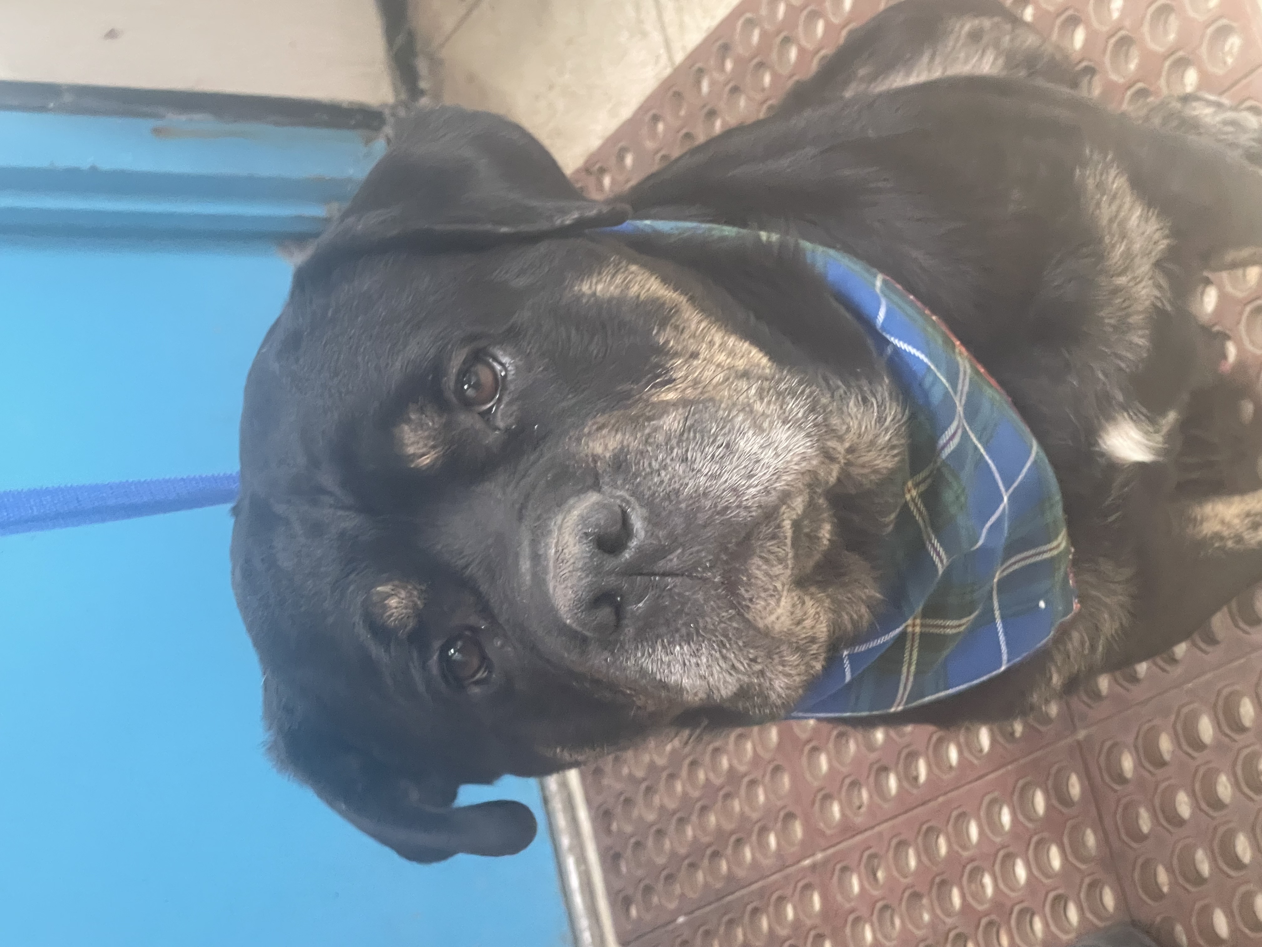 Enlarge R.B. Aka Rocky Balboa, a Adoptable mixed breed in Woodland, CA image 3/3