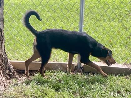 Ella, a ADOPTABLE mixed breed in Glasgow, KY image 2/2