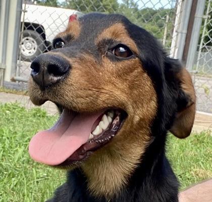 Ella, a ADOPTABLE mixed breed in Glasgow, KY image 1/2