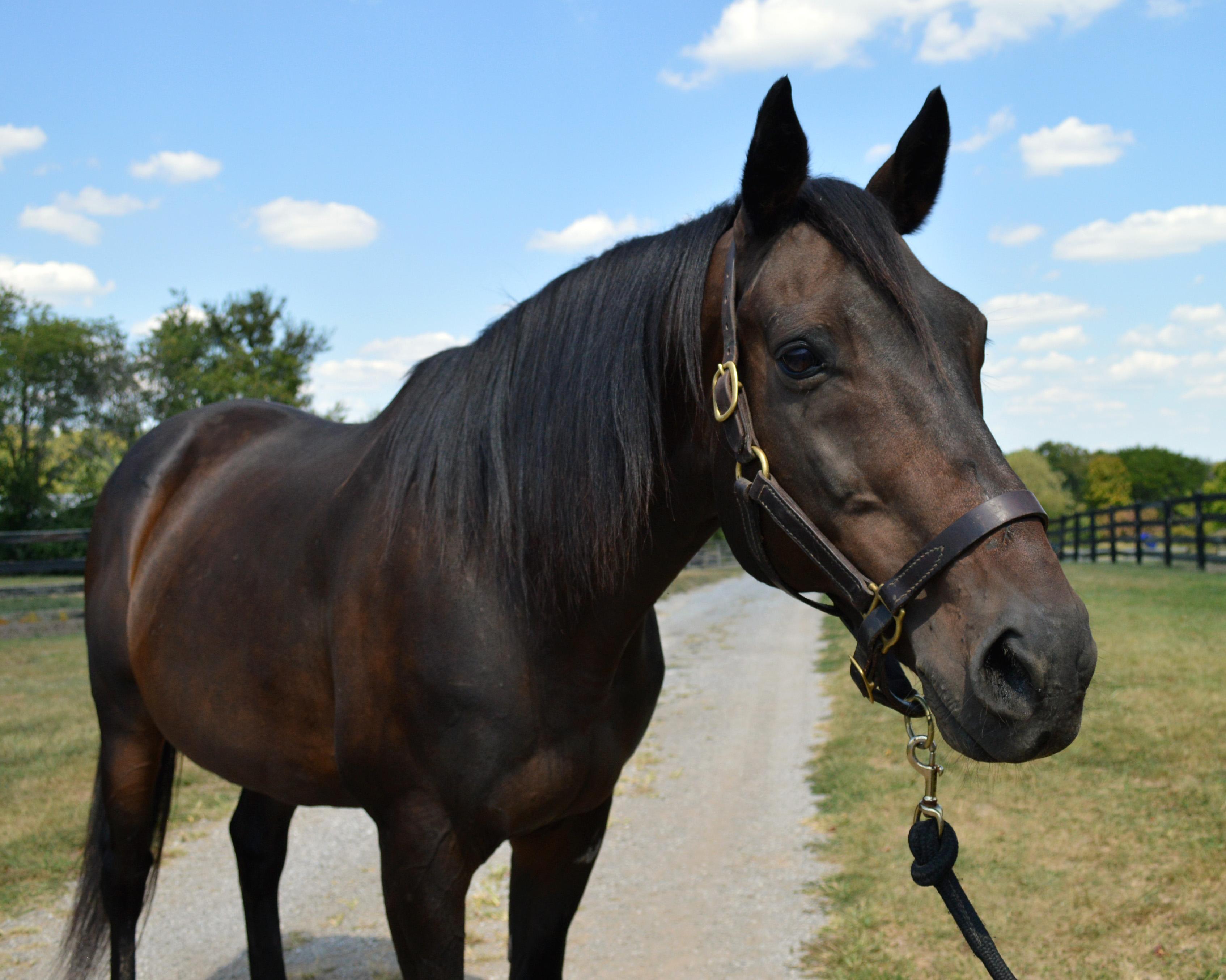 Valor, Adoptable, Senior Male Thoroughbred.