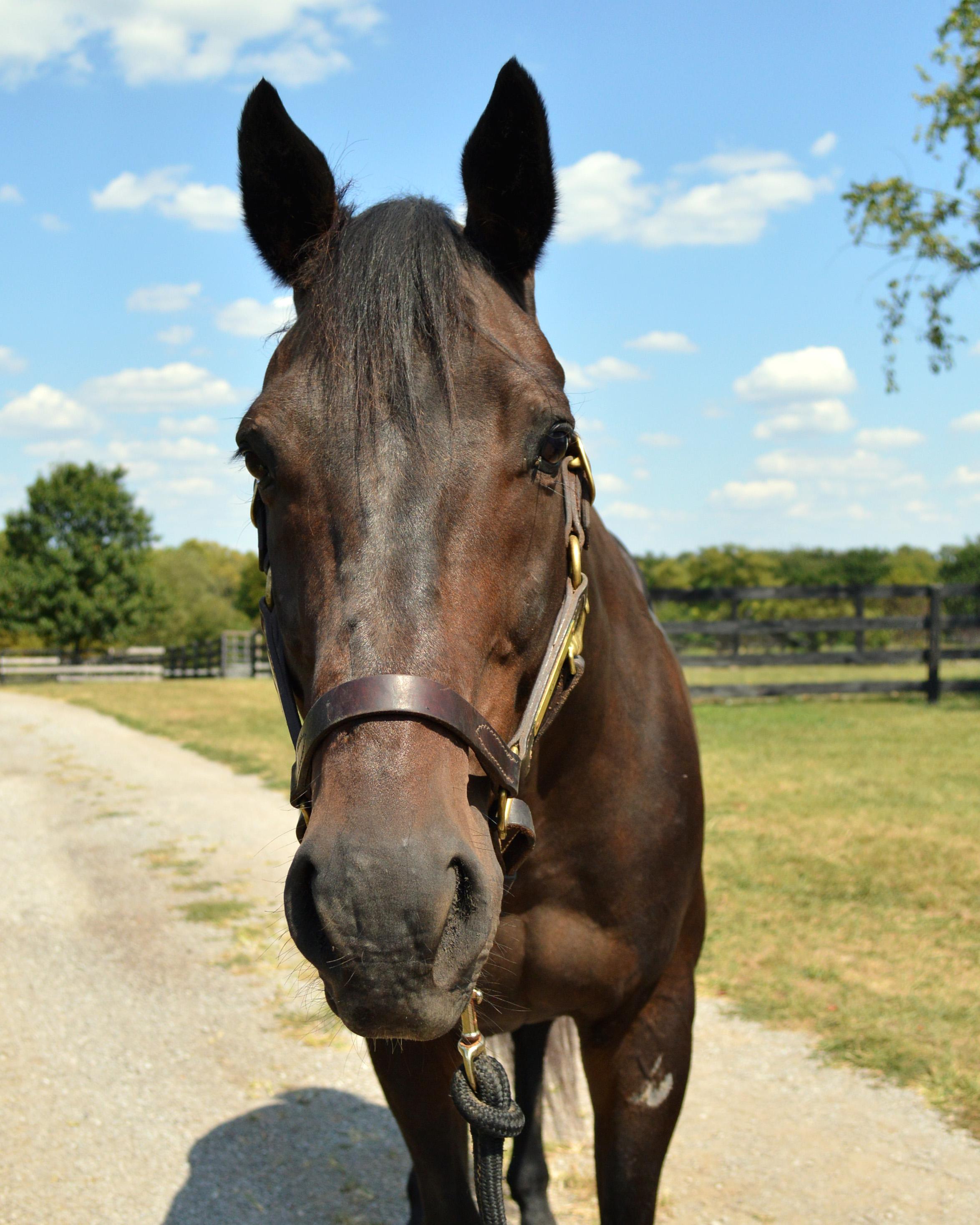 Valor, a Adoptable Thoroughbred in Nicholasville, KY image 2/5