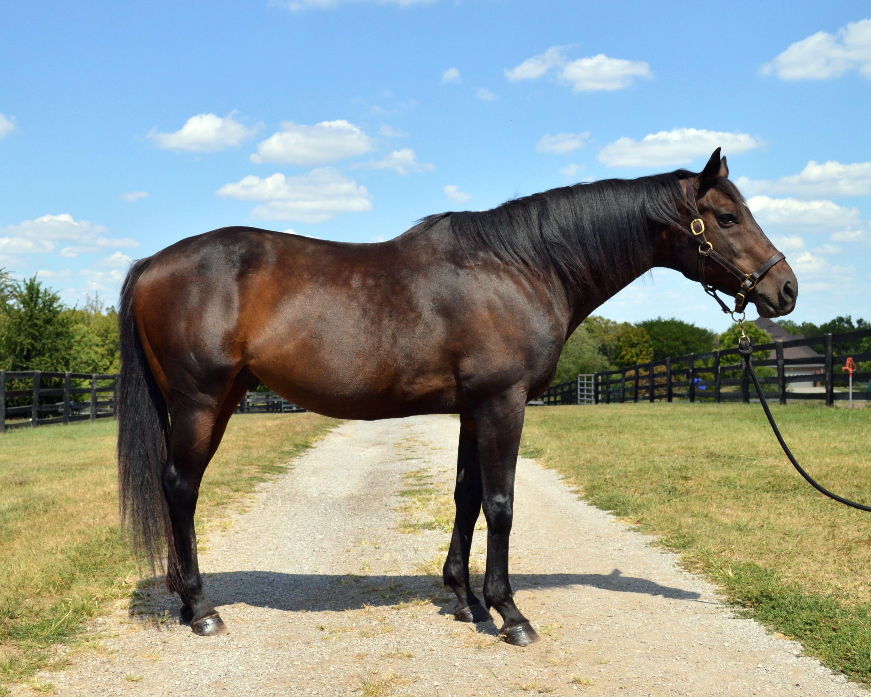 Valor, a Adoptable Thoroughbred in Nicholasville, KY image 3/5