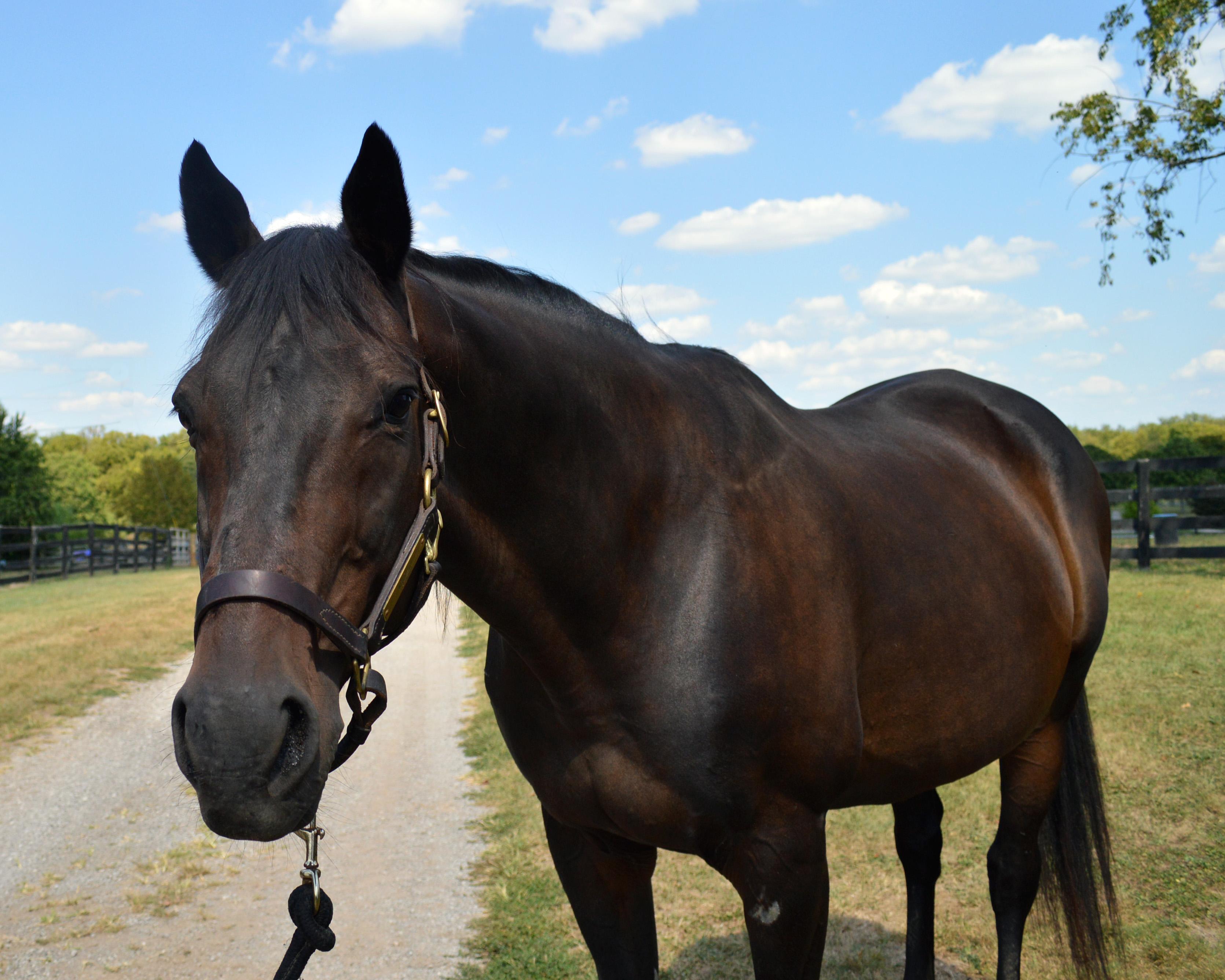 Valor, a Adoptable Thoroughbred in Nicholasville, KY image 4/5