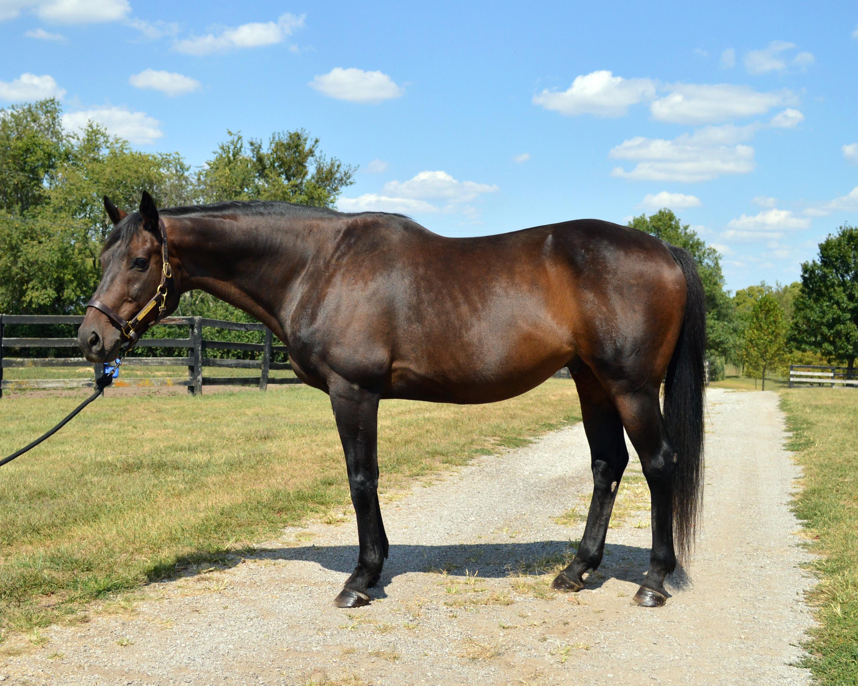 Valor, a Adoptable Thoroughbred in Nicholasville, KY image 5/5