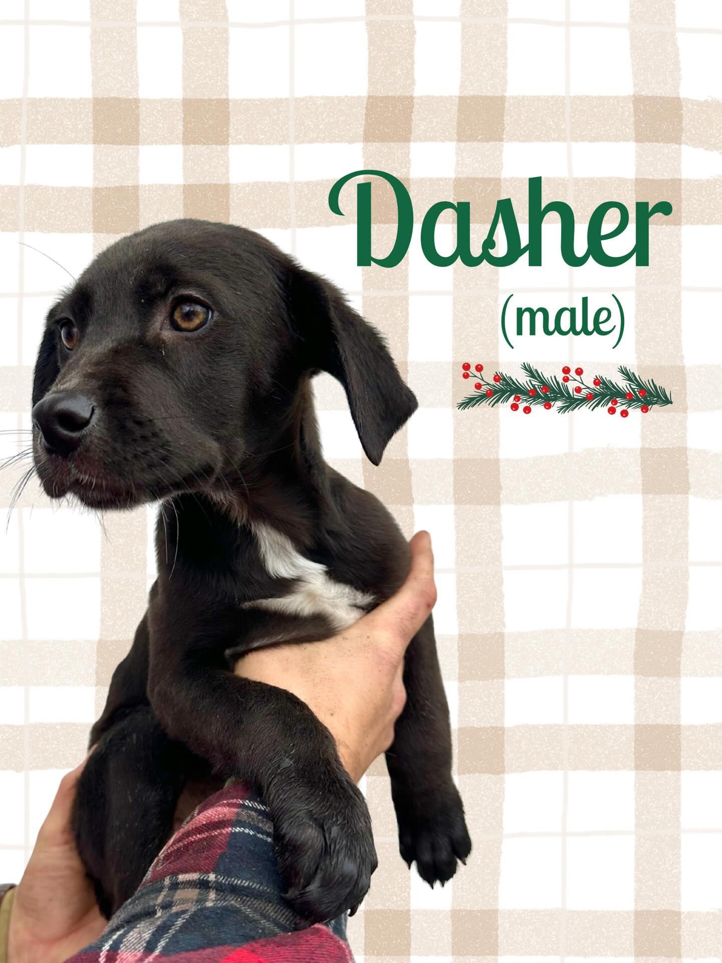 Dasher & Claus thumbnail 3