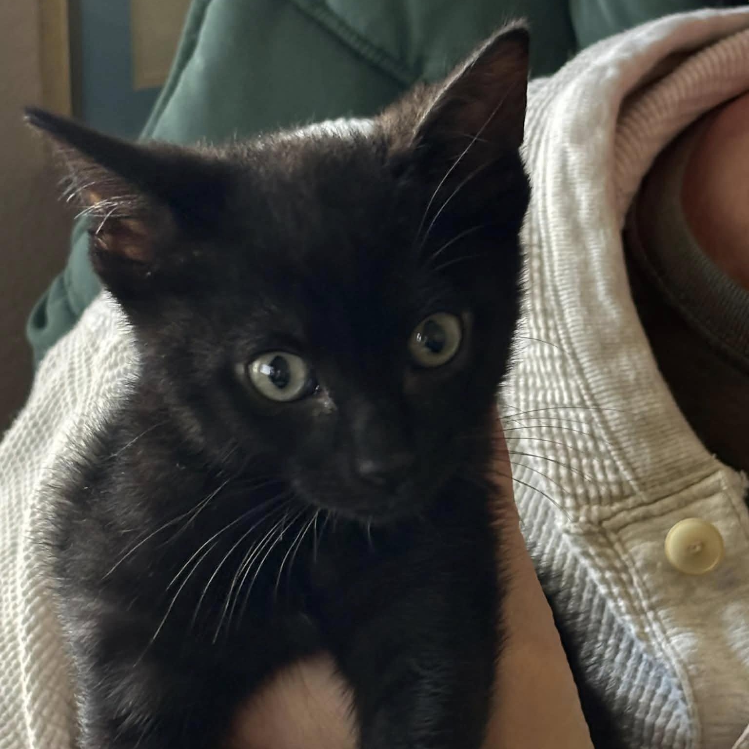 Chonk aka Chonkers, ADOPTABLE, Kitten Male Domestic Short Hair.