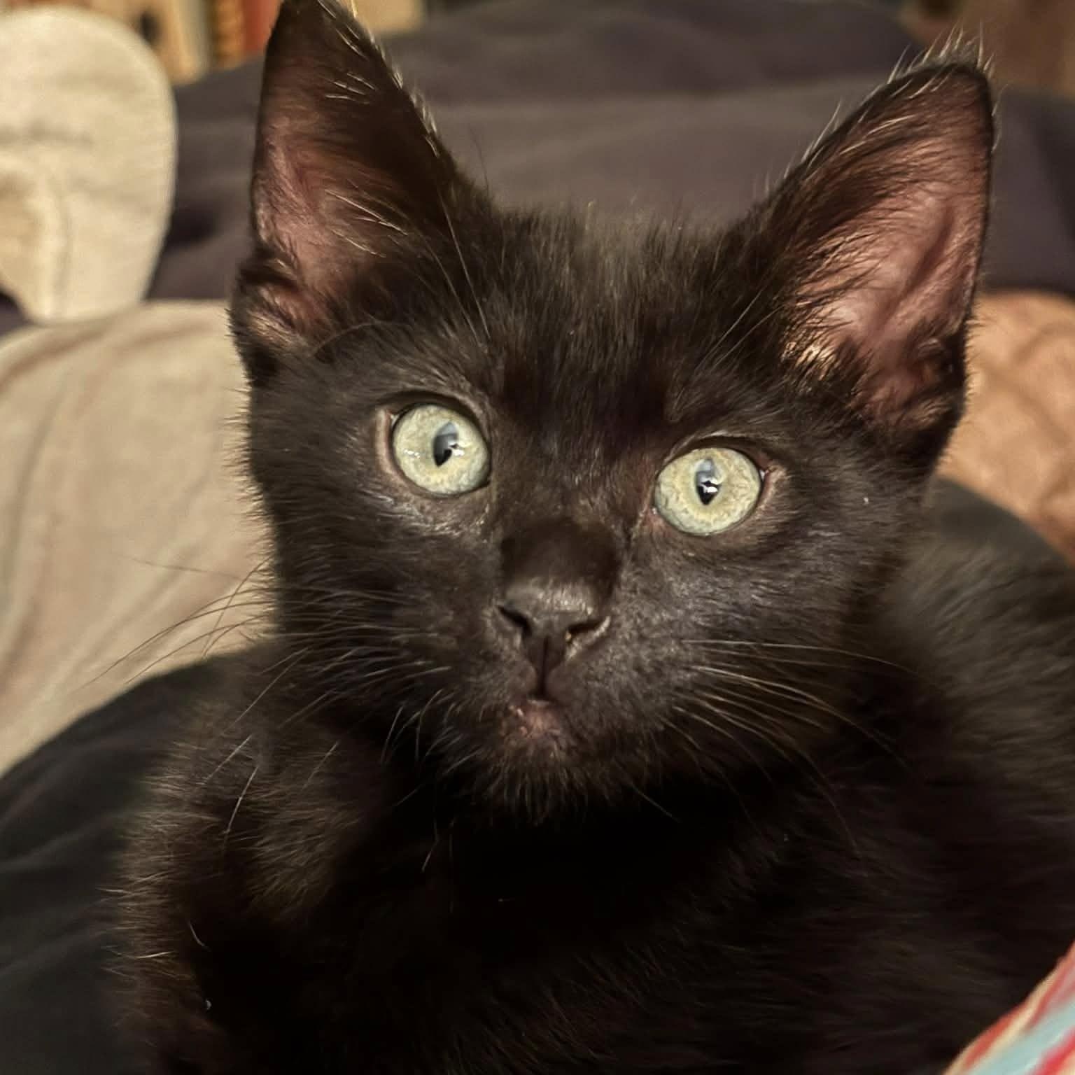 Enlarge Chonk aka Chonkers, a ADOPTABLE Domestic Short Hair in Tracy, CA image 2/2